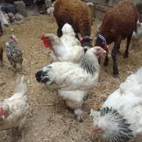 برهمااصیل شجره دار کاملاسالم واکسن سه گانه