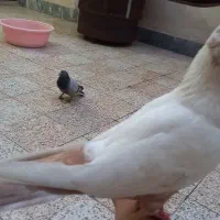 کفتر دم زرد