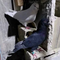 کبوتر پرشی
