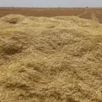 کاه جو  ۶۰۰۰