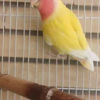 کوتوله نر و عروس نر