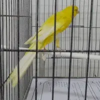 قناری رسمی بلند توپاز  سوخته سیلور  سرخ