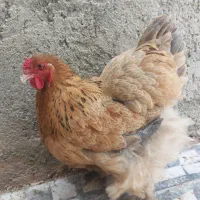 مرغ برهما تخم گذار