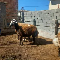 گوسفند توقلی چاق چاق