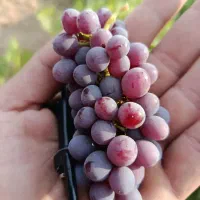 یاقوتی میخوام