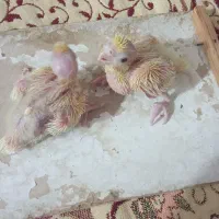 عروس هلندی