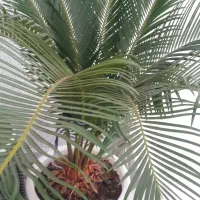 سیکاس تعداد یک گلدان مطابق تصویر۱۱ساله