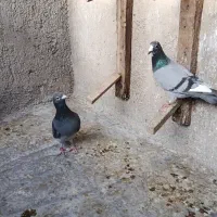 کفتر