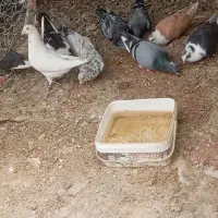 کفتر