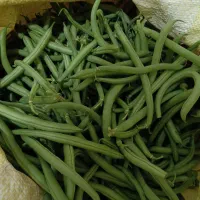 لوبیا سبز