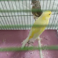 قناری نر و ماده