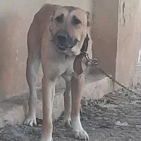 ماده سراب