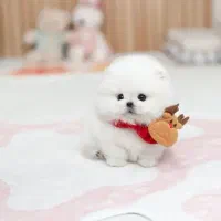 توله سگ