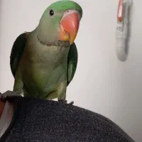 طوطی شاه طوطی