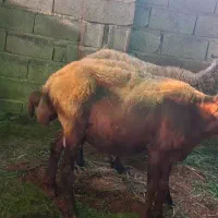 گوسفند مادر بره نر