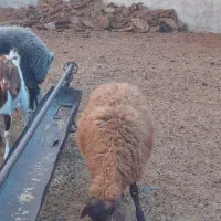 فروش گوسفند زنده،بصورت چکی