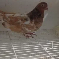کله هفت‌رنگ یک جفت کله زرد و یک کله سیاه پاک