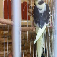 عروس هـلندی Cockatiel