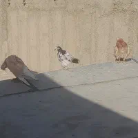 جوجه کفتر فروشی