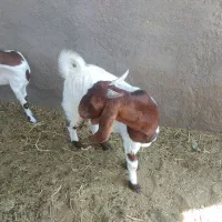 یک عدد قوچ شال یک عددکهره نر