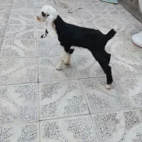 بزقاله نر شیری