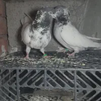 سلام  جفت کله ای پرشی ۱۲۰۰