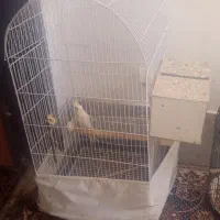 عروس هلندی بالغ دستی
