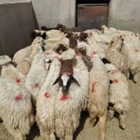 برره سبک