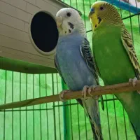 پرنده مرغ عشق