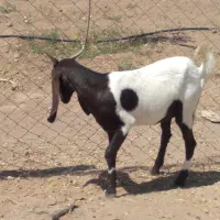 گوسفندمیش بره کره ارزان تر از همه جا