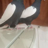 سینه سیاه کله زرد  سار پلنگ