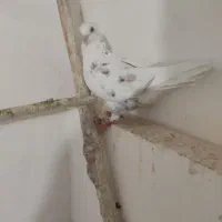 کبوتر