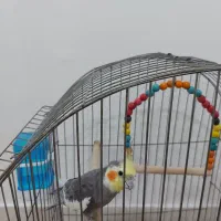 دوعدد عروس هلندی نر سخنگو