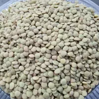 عدس محلی درجه یک