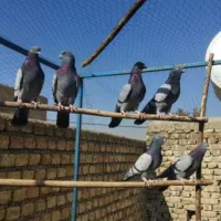 ۳جفت سبز خطی تهرانی پرشی میل بازیکن ذات دار سوقدیم