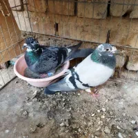 نروماده ابلغ کتل و استیکل