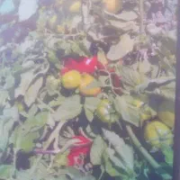 گوجه صادراتی دورنگ تاژ بالا
