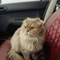 گربه نژاد اسکاتیش(گمشده)