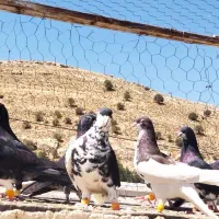 کبوتر