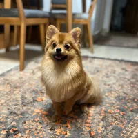 پامرانین نر جهت کشش