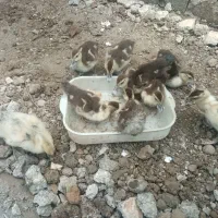 بچه اردک اسراییلی