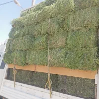 فروش یونجه