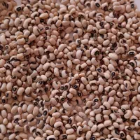 لوبیا چشم بلبلی