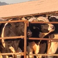 گوساله نرپروار