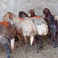 هفت راس میش داشتی