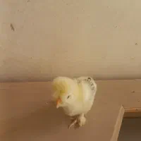 جوجه سلطان. کاکلی وپاپر وریشی