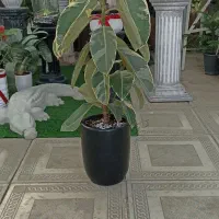 فیکوس ابلغ ارتشی با گلدان سرامیکی