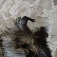 سگ پاکوتاه
