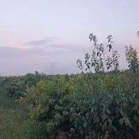 باغچه-چهار-دیواری-فردوسیه-شهریار