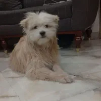 واگذاری سگ